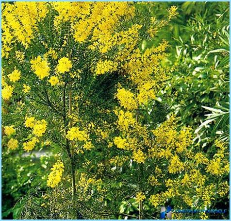Acacia gul til hække