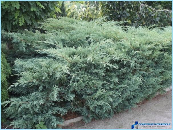 Growing junipers for hedges