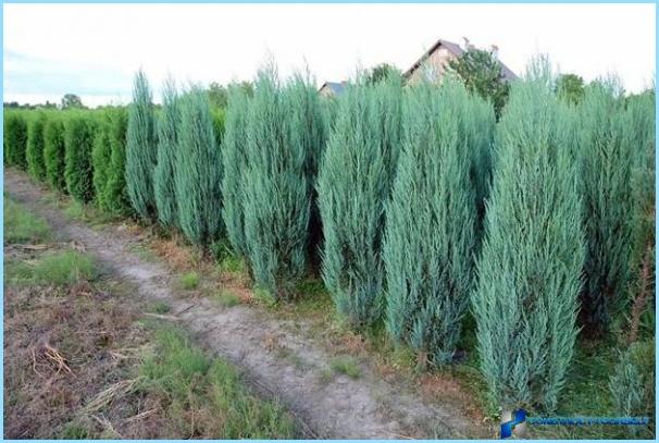 Growing junipers for hedges