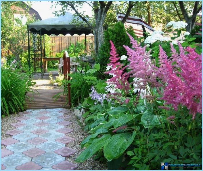 How to use the astilba in landscape design