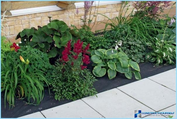 How to use host in landscape design