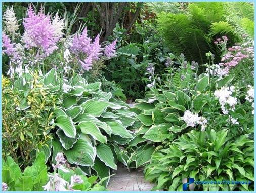 How to use host in landscape design