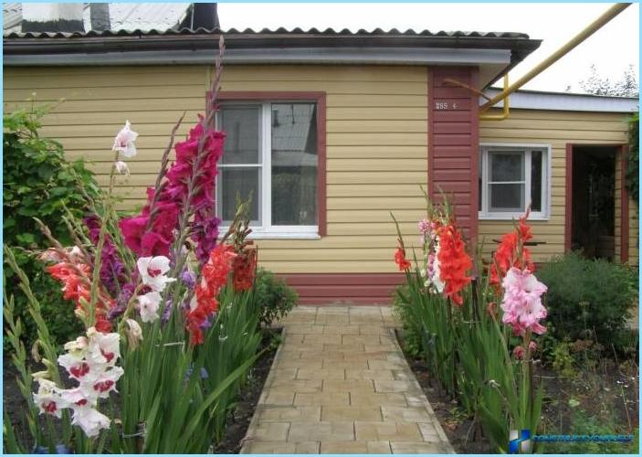 Bruken av gladioli i landskapsdesign