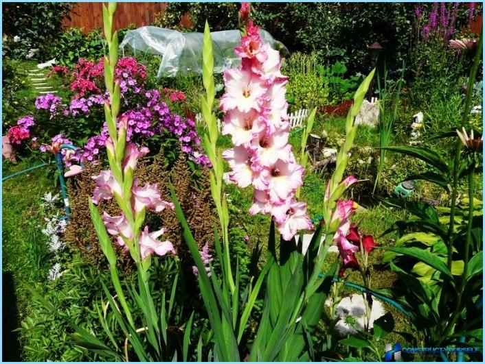 Primjena gladiola u pejzažnom dizajnu