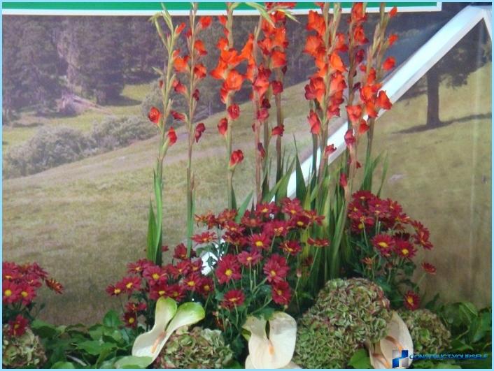 Die Verwendung von Gladiolen in der Landschaftsgestaltung
