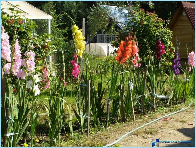 Bruken av gladioli i landskapsdesign