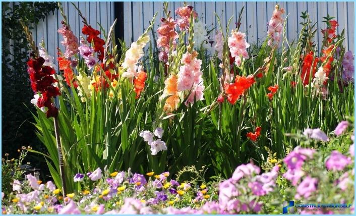 L'uso dei gladioli nella progettazione del paesaggio