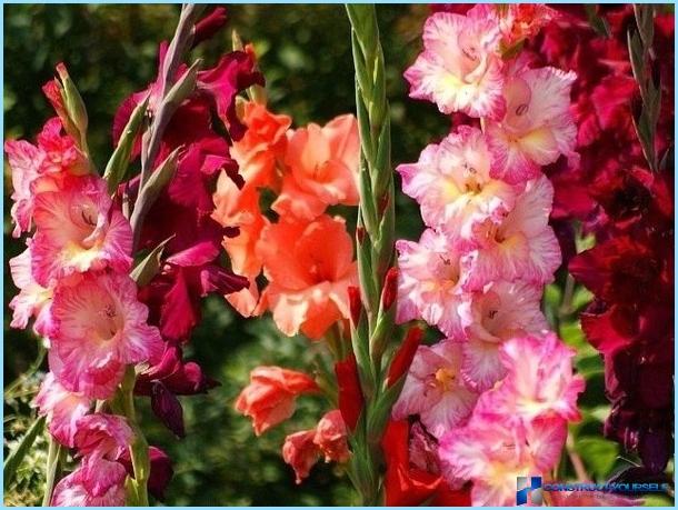 Bruken av gladioli i landskapsdesign