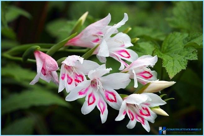 L'uso dei gladioli nella progettazione del paesaggio