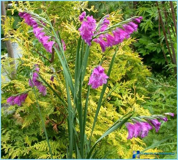 Primjena gladiola u pejzažnom dizajnu