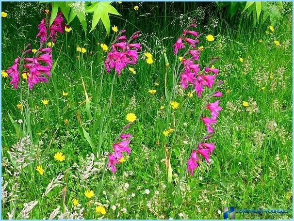 Primjena gladiola u pejzažnom dizajnu