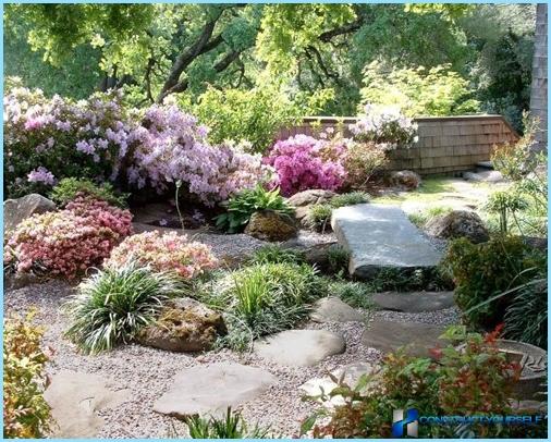 What plants are used for rockeries