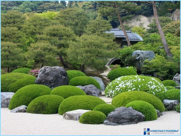 ロッカリーに使用されている植物