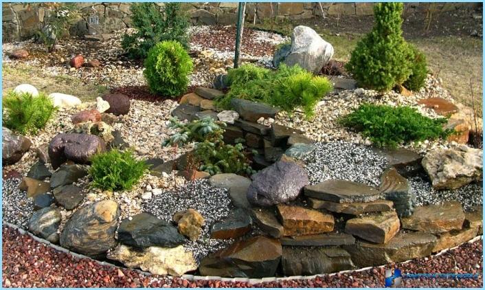 What plants are used for rockeries