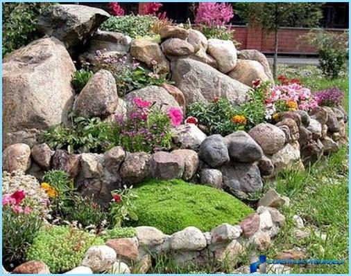 What plants are used for rockeries