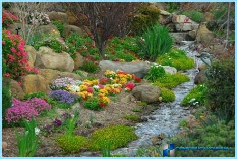 What plants are used for rockeries