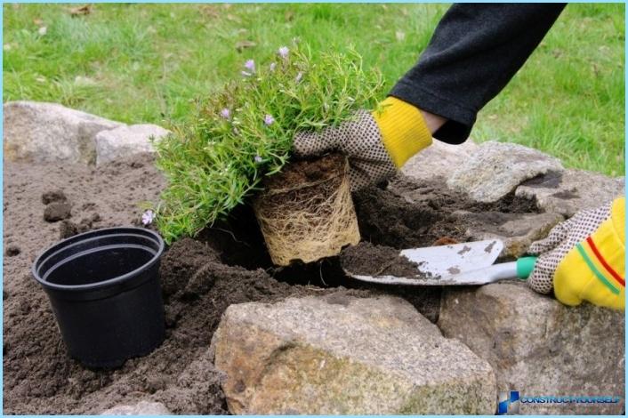 ロッカリーに使用されている植物