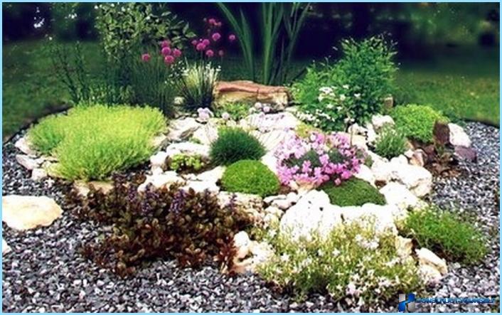 What plants are used for rockeries