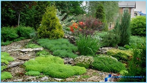 What plants are used for rockeries