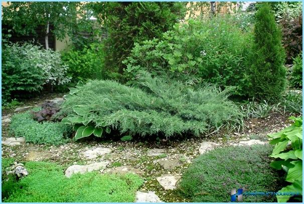 What plants are used for rockeries