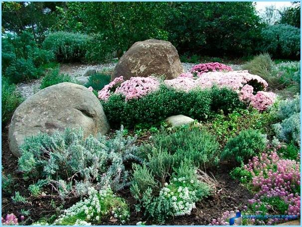 ロッカリーに使用されている植物