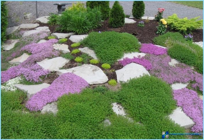 What plants are used for rockeries