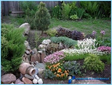 What plants are used for rockeries