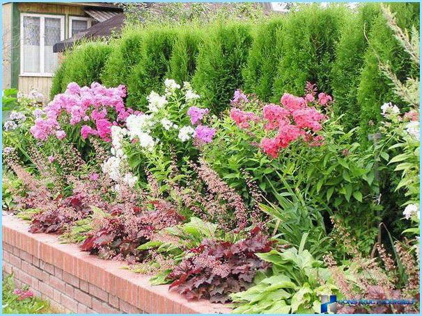 How to use gaharu in landscape design