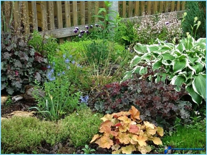 How to use gaharu in landscape design