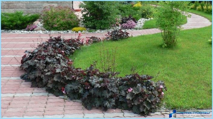 How to use gaharu in landscape design