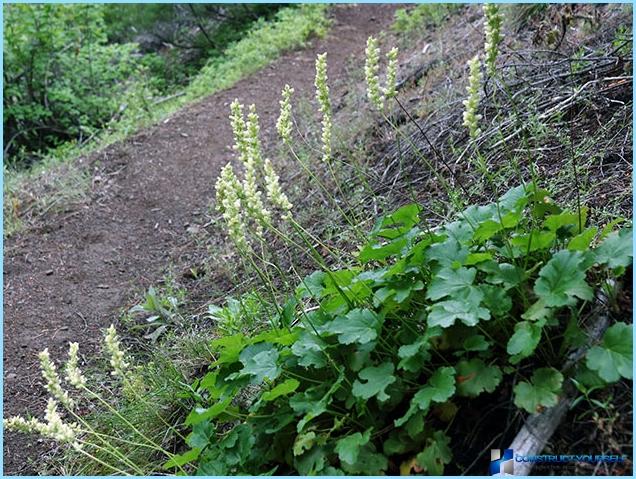 Come usare heichera nella progettazione del paesaggio