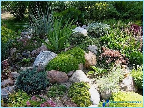 Rockery landscape design