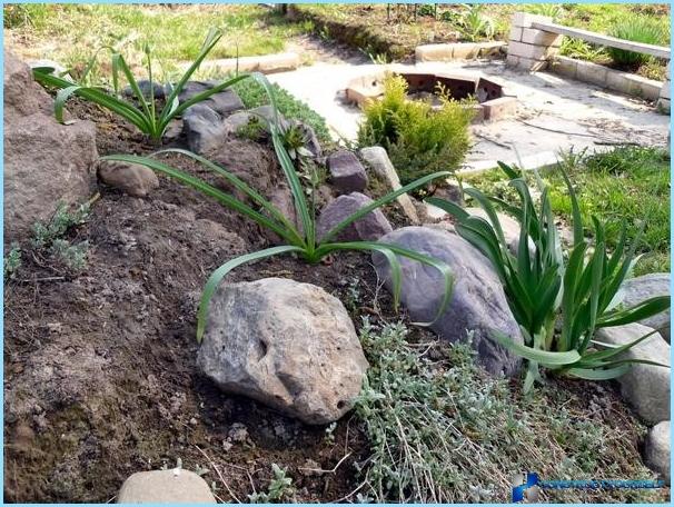 Rockery landscape design