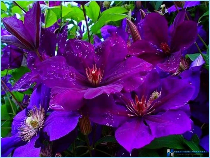 How to use clematis in the landscape design