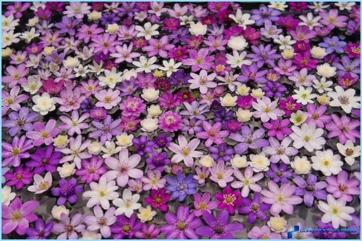 Clematis gebruiken in landschapsarchitectuur