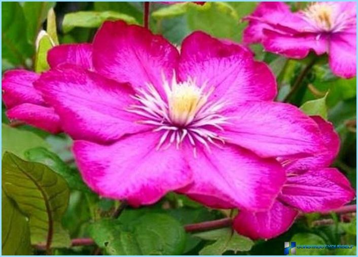 How to use clematis in the landscape design