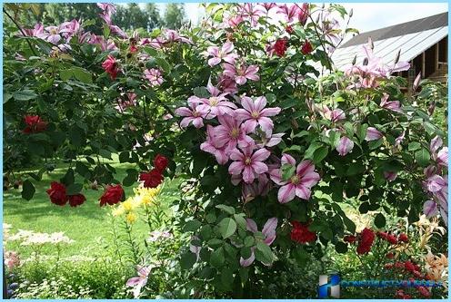 How to use clematis in the landscape design