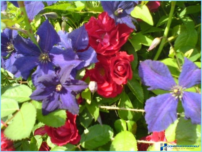 How to use clematis in the landscape design