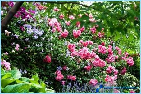 How to use clematis in the landscape design