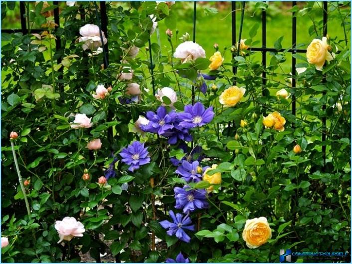 How to use clematis in the landscape design