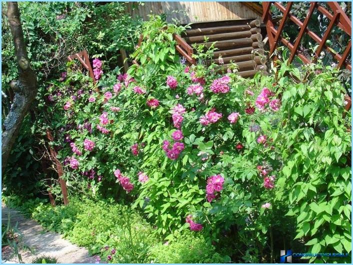 How to use clematis in the landscape design