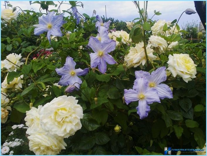 How to use clematis in the landscape design