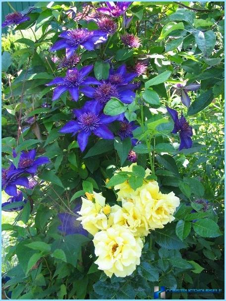 How to use clematis in the landscape design