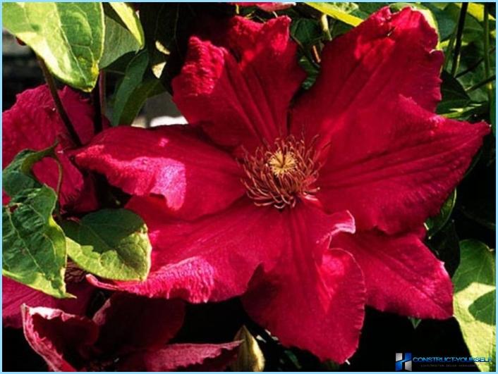 How to use clematis in the landscape design