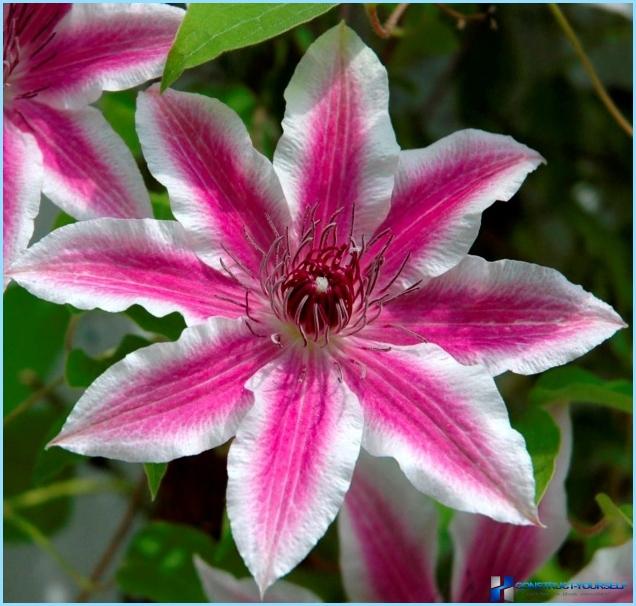 Clematis gebruiken in landschapsarchitectuur