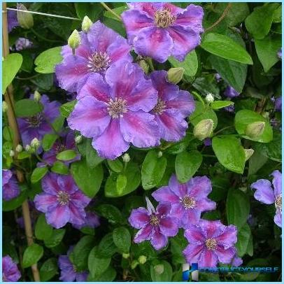 Clematis gebruiken in landschapsarchitectuur