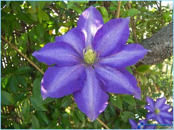 Clematis gebruiken in landschapsarchitectuur