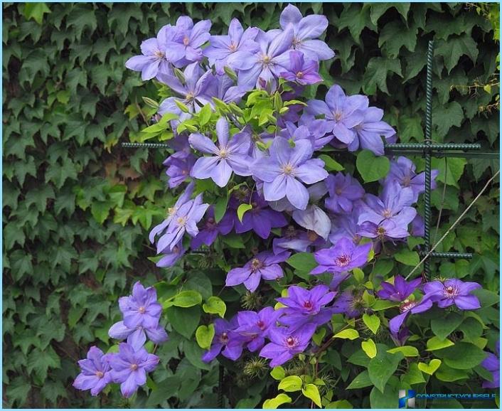 Clematis gebruiken in landschapsarchitectuur