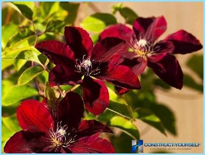 How to use clematis in the landscape design