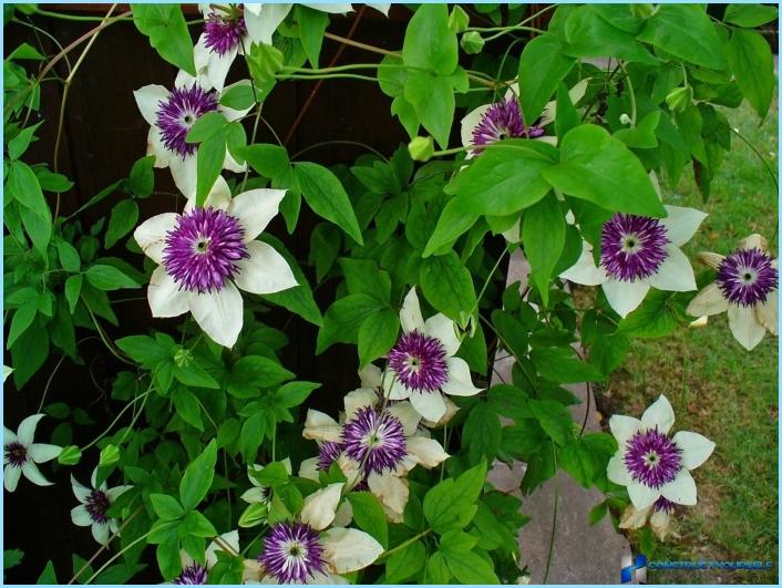 How to use clematis in the landscape design